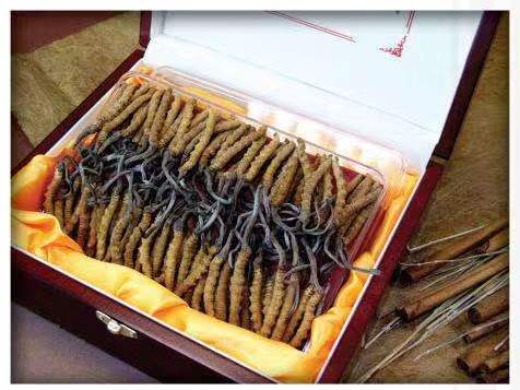 禅城冬虫夏草回收